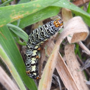 Phalaenoides tristifica at Lions Youth Haven - Westwood Farm A.C.T. - 31 Jan 2024