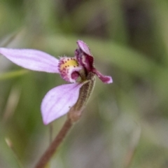 Eriochilus magenteus (Magenta Autumn Orchid) at Namadgi National Park - 24 Jan 2024 by SWishart