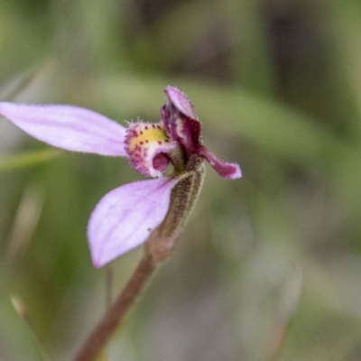 Eriochilus magenteus (Magenta Autumn Orchid) at Namadgi National Park - 24 Jan 2024 by SWishart