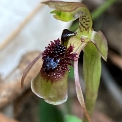 Chiloglottis sphaerula (Globular Wasp Orchid) at Barrington Tops National Park - 18 Dec 2023 by Tapirlord