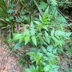 Rubus rosifolius var. rosifolius (Natve Raspberry) at Barrington Tops National Park - 18 Dec 2023 by Tapirlord