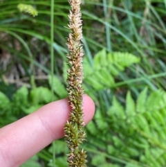 Carex appressa (Tall Sedge) at Barrington Tops National Park - 18 Dec 2023 by Tapirlord