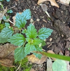 Australina pusilla subsp. muelleri (Small Shade Nettle) at Barrington Tops National Park - 18 Dec 2023 by Tapirlord