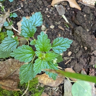 Australina pusilla subsp. muelleri (Small Shade Nettle) at Barrington Tops National Park - 18 Dec 2023 by Tapirlord