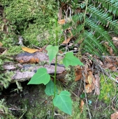 Berberidopsis beckleri (Mountain Tape-Vine) at Barrington Tops National Park - 18 Dec 2023 by Tapirlord