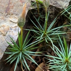 Dawsonia superba at Barrington Tops National Park - 18 Dec 2023 by Tapirlord