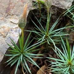 Unidentified Moss, Liverwort or Hornwort at Gloucester Tops, NSW - 18 Dec 2023 by Tapirlord