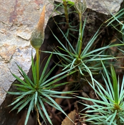 Unidentified Moss, Liverwort or Hornwort at Gloucester Tops, NSW - 18 Dec 2023 by Tapirlord