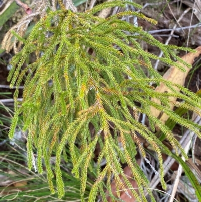 Lycopodium deuterodensum (Bushy Club Moss) at Barrington Tops National Park - 18 Dec 2023 by Tapirlord