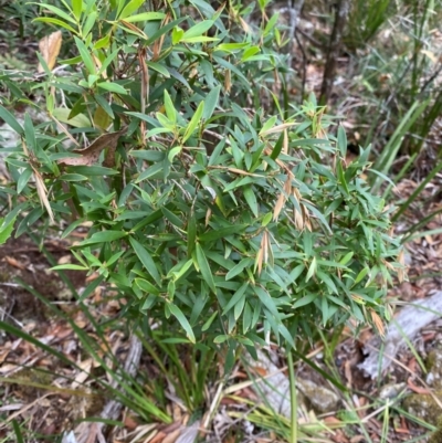 Leucopogon affinis (Lance Beard-heath) at Barrington Tops National Park - 18 Dec 2023 by Tapirlord