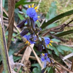 Dianella tasmanica (Tasman Flax Lily) at Barrington Tops National Park - 18 Dec 2023 by Tapirlord