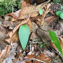 Adenochilus nortonii (Australian Gnome Orchid) at Barrington Tops National Park - 18 Dec 2023 by Tapirlord