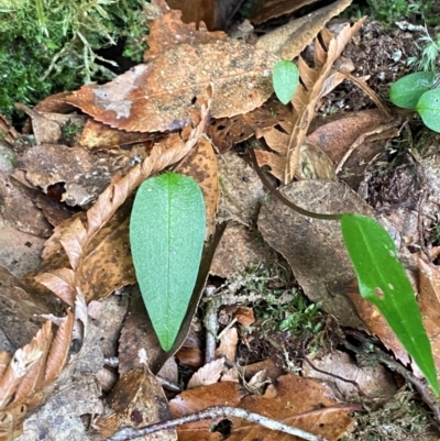Adenochilus nortonii (Australian Gnome Orchid) at suppressed - 18 Dec 2023 by Tapirlord