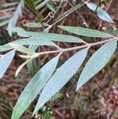 Unidentified Other Tree at Gloucester Tops, NSW - 18 Dec 2023 by Tapirlord