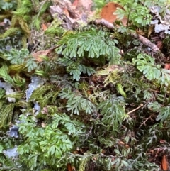 Hymenophyllum cupressiforme (Common Filmy Fern) at Barrington Tops National Park - 18 Dec 2023 by Tapirlord