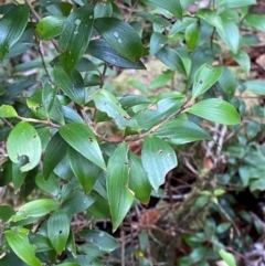 Trochocarpa laurina (Axebreaker) at Barrington Tops National Park - 18 Dec 2023 by Tapirlord