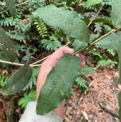 Notelaea venosa (Large Mock Olive) at Barrington Tops National Park - 18 Dec 2023 by Tapirlord