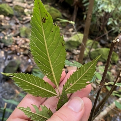 Vesselowskya rubifolia (Southern Marara) at Barrington Tops National Park - 18 Dec 2023 by Tapirlord