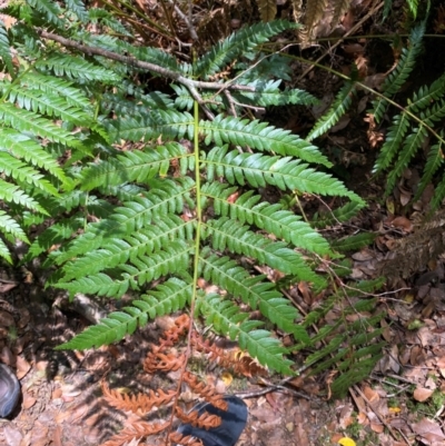 Todea barbara (King Fern) at Barrington Tops National Park - 18 Dec 2023 by Tapirlord