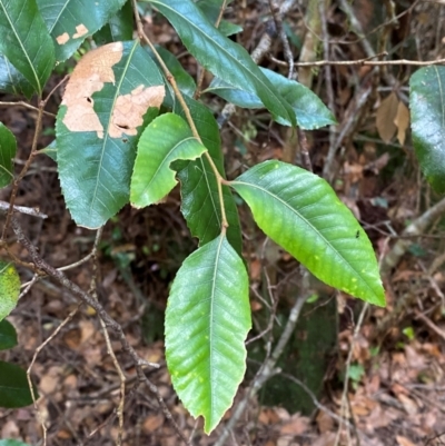 Nothofagus moorei (Antarctic Beech) at Barrington Tops National Park - 18 Dec 2023 by Tapirlord