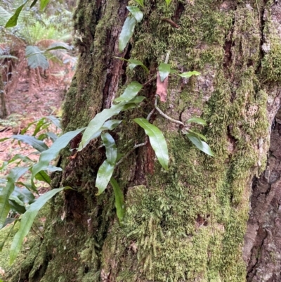 Microsorum pustulatum (Kangaroo Fern) at Barrington Tops National Park - 18 Dec 2023 by Tapirlord