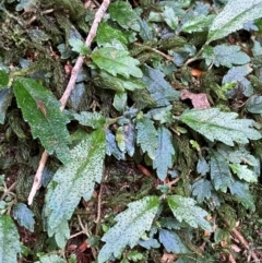 Fieldia australis at Barrington Tops National Park - 18 Dec 2023 by Tapirlord