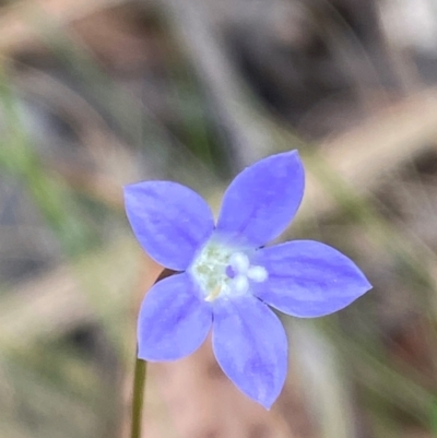 Wahlenbergia rupicola at Barrington Tops National Park - 18 Dec 2023 by Tapirlord