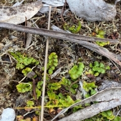 Lindsaea linearis (Screw Fern) at Barrington Tops National Park - 18 Dec 2023 by Tapirlord