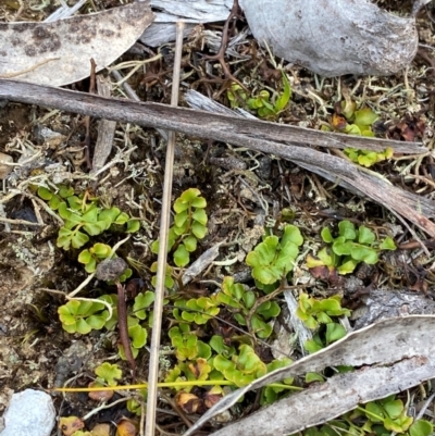 Lindsaea linearis (Screw Fern) at Barrington Tops National Park - 18 Dec 2023 by Tapirlord