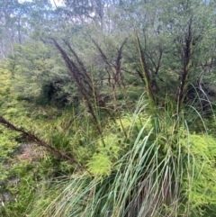 Gahnia sieberiana (Red-fruit Saw-sedge) at Barrington Tops National Park - 18 Dec 2023 by Tapirlord