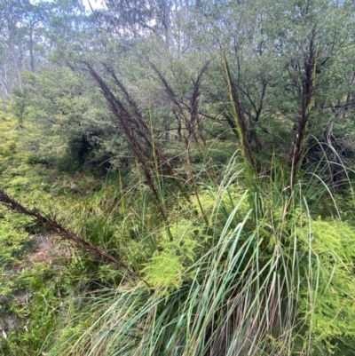 Gahnia sieberiana (Red-fruit Saw-sedge) at Barrington Tops National Park - 18 Dec 2023 by Tapirlord