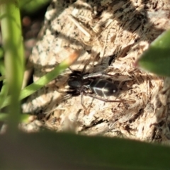 Poecilipta sp. (genus) (Beautiful Ant Mimic Spider) at Mount Painter - 16 Apr 2021 by CathB