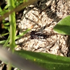 Poecilipta sp. (genus) at Mount Painter - 16 Apr 2021