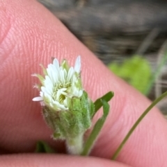 Pappochroma bellidioides (Daisy Fleabane) at Barrington Tops National Park - 18 Dec 2023 by Tapirlord