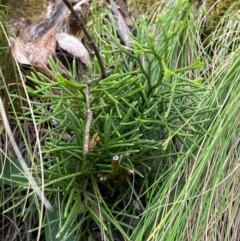 Lycopodium deuterodensum (Bushy Club Moss) at Barrington Tops National Park - 18 Dec 2023 by Tapirlord