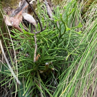 Lycopodium deuterodensum (Bushy Club Moss) at Barrington Tops National Park - 18 Dec 2023 by Tapirlord