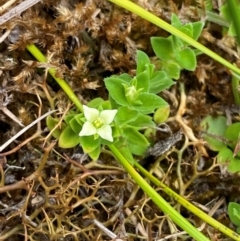 Mitrasacme serpyllifolia (Thyme Mitrewort) at Barrington Tops National Park - 18 Dec 2023 by Tapirlord