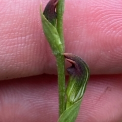 Pterostylis oresbia (Corpulent Greenhood) at Barrington Tops National Park - 18 Dec 2023 by Tapirlord