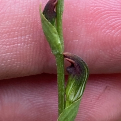 Pterostylis oresbia (Corpulent Greenhood) at Barrington Tops National Park - 18 Dec 2023 by Tapirlord