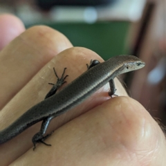 Lampropholis delicata (Delicate Skink) at Lions Youth Haven - Westwood Farm A.C.T. - 21 Jan 2024 by HelenCross