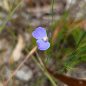 Comesperma defoliatum at Tallong, NSW - 31 Jan 2024