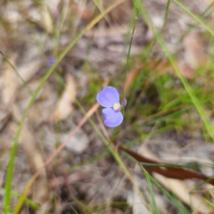 Comesperma defoliatum at Tallong, NSW - 31 Jan 2024 04:11 PM