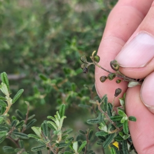 Pomaderris angustifolia at Urambi Hills - 16 Jan 2024