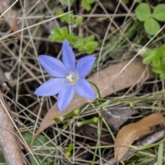 Wahlenbergia planiflora subsp. planiflora (Flat Bluebell) at Mount Clear, ACT - 24 Jan 2024 by SWishart