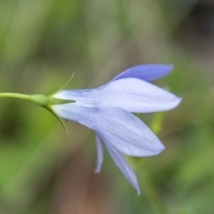 Wahlenbergia planiflora subsp. planiflora at Namadgi National Park - 24 Jan 2024 01:33 PM