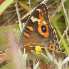 Junonia villida (Meadow Argus) at Mugga Mugga Grassland (MMW) - 31 Jan 2024 by MichaelMulvaney