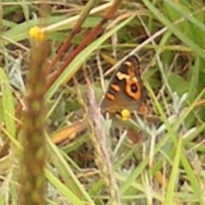 Junonia villida at Mugga Mugga Grassland (MMW) - 31 Jan 2024 11:45 AM