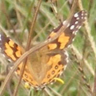 Vanessa kershawi (Australian Painted Lady) at Mugga Mugga Grassland (MMW) - 31 Jan 2024 by MichaelMulvaney