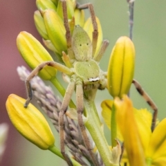 Neosparassus patellatus (Tasmanian Badge Huntsman) at Mount Clear, ACT - 24 Jan 2024 by SWishart