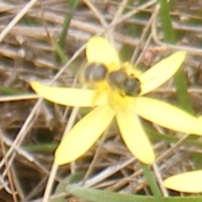 Lasioglossum sp. (genus) (Furrow Bee) at Mugga Mugga Grassland (MMW) - 31 Jan 2024 by MichaelMulvaney